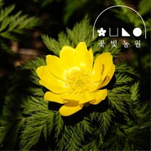 복수초 4치포트 노란색 꽃모종 야생화, 1개