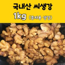 모두다팜 국산 씨생강 1kg 최상품 씨생강 씨종자 종자용 씨생강 개량종, 1개