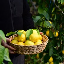 저렴한 가격으로 만나는 가성비 좋은 레몬제주무농약 소개와 추천