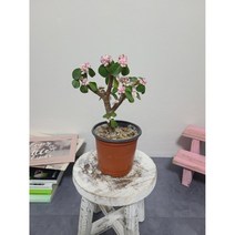 이브가든 사랑목 / 전체높이 25CM 식물높이 15CM 내외입니다, 1개