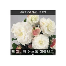 식용꽃 씨앗 모음 겨울팬지 과꽃 구절초 금어초 금잔화 맨드라미 메리골드 메리골드(공작초) 비올라 수레국화 스토크 천일홍 크리산서멈 팬지 루피너스 삼색제비꽃 한련화 해바라기 베고니아 미니해바라기 왜성해바라기, 베고니아 논스톱 애플브로섬 10립