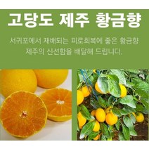 제주 황금향 선물용 2.5k 8-13과 비타민C-577, 상세페이지 참조, 상세페이지 참조