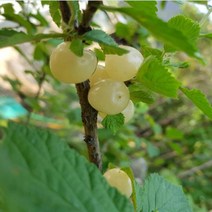 앵두나무(흰앵두)/접목1년뿌리(3주묶음)묘목/b0234