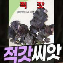 갓 씨앗 모음 30g, 적갓씨앗 향이좋은 붉은갓씨앗 30g