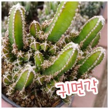 귀면각/미국 서부영화에 등장하는 선인장, 1개