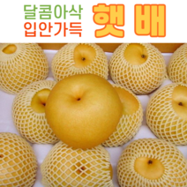 [성환배꽃마을 ] 알뜰배(햇배) / 3kg(4~7과) / 가정용 /신고배