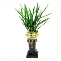 대석문 동양란 동양난 서양란 서양난 승진, 추가금없음