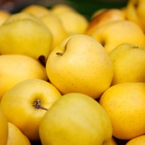 [KT알파쇼핑][딜맛] 골드 황금사과 일반용(망포장) 중과 2kg(7~10과)