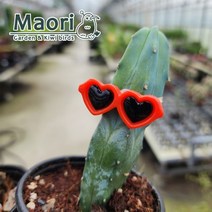 용신목 용심목 선인장 다육이 미니선인장 2개입 키우기쉬운식물 대성식물, 2개