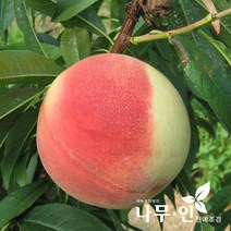[나무인] 복숭아 황도 2그루, 2개