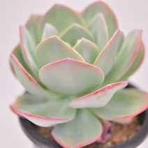 핑크백봉 다육이 중상품 잎장이 큰 다유기 다육식물 랜덤91-155, 단품, 1개