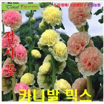 희귀꽃씨 델접시꽃 카니발믹스(파종첫해 개화) 10립, 상세페이지 참조