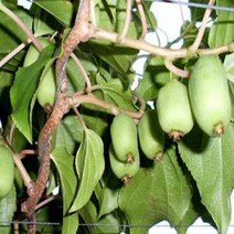 다래나무(용성2호)5치포트(3개묶음)묘목/c1434, 3개