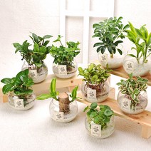 가꾸지오 공기정화식물 먼지제거 천연가습 수경식물 물방울글라스 수경재배, 물방울글라스-아이비