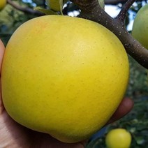 묘목/사과나무/ 시나노골드/접목 1년 / 특묘 W485