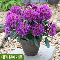 만병초 12cm포트 정원수 꽃나무, 03. 마담마숀