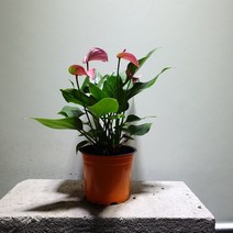 꽃백화점 안스리움핑크 소중품 35~50cm 119, 1개