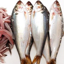 서천어부 가을전어 전어구이 전어회 맛좋은 전어, 1박스, 전어회 260g (손질후무게)