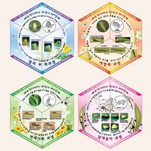 칼레이도사이클 무한회전체(배추흰나비 한살이)10개입