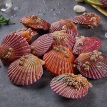 통영 제철 홍가리비 1kg 국내산 청정수역, 1개
