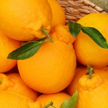 델푸릇 고당도 한라봉 선물세트 가정용, 1세트, 한라봉 5kg 선물세트(15~23과)