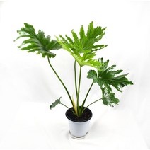 필로덴드론 호프셀렘 Philodendron Hope Selloum 중형 공기정화식물 플렌테리어 인테리어