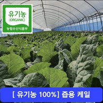 [유기농100%] 건강하고 안전한- 산지직송 케일 즙용 1kg 2kg 3kg, 3) 유기농 즙케일 3kg