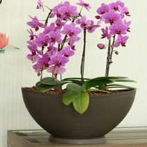 베란 타원형화분 플라스틱화분 대형화분 400사이즈 국산 타원형 대형 거실화분 화분 플라스틱, 메탈브라운