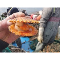 찬이상회 주문확인후 작업해서 발송 신선도만점 통영 장흥 제철음식 홍가리비 3kg / 5kg, 전남고흥