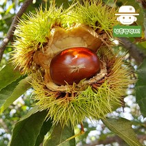 충주 유기농 알밤(대) 4kg, 단품