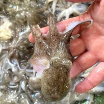 [요리하는남자들] 태안 신진도 생물 활 쭈꾸미 주꾸미 1kg 7-13미 내외, 단품없음