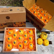 첫 출하!! 제주 카라향 1.5kg 2.5kg 3.5kg(선물용) 나른한 봄을 깨우는 싱그러운 과즙이 팡팡!!, 제주카라향 2.5kg(15-22수 선물용)