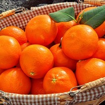 룰루네상점 제주 홍미향 홍매향 2kg 3kg 5kg 소과 가정용 실속형 썬레드 미하야 레드오렌지 홍귤, 홍미향 2kg 소과 벌크포장