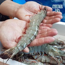 자연산 킹블랙타이거 1.3kg 25미 킹타이거새우 캠핑 왕새우 대하 홈파티 구이 튀김 대왕새우 냉동, 블랙타이거새우 1.3kg 25미