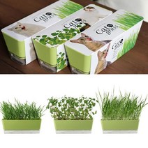 고양이가 좋아하는 식물 기르기 밀 새싹키우기 식물키우기 새싹재배 미니화분 텃밭세트