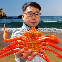 속초& 후포 일반형 홍게 3kg(7~11미) 가성비 갑 / 고급형_프리미엄형_박달형_연지홍게 선택가능 붉은대게 대게, 04_2. 생물  박달형(중) 3마리(선물용)