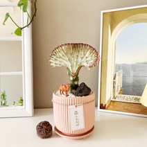 유포비아 춘봉철화 선인장 수줍은 핑크빛의 아름다운 선인장, 춘봉철화 식물만 구매(플라스틱포트), 1개