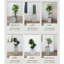 거실화분 인테리어화분 개업화분 공기정화식물 뱅갈고무나무 스투키 금전수, 1개, 06.아가베 아테누아타