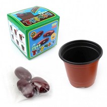 아이윙스 2000 자연과학습 강낭콩키우기 식물기르기 모종키우기 (10개), 상세페이지 참조