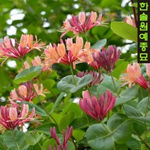 인동 덩굴식물 수입 포트묘, 01. 드롭모어 스칼렛 P9 9cm 포트