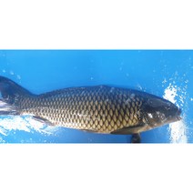 잉어 마라 탕 샹궈 중국식품 중화요리 식당 식재료 민물나라, 대