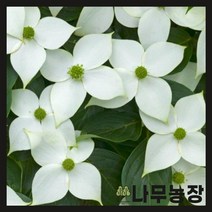 (나무농장) 산딸나무 개화주 분