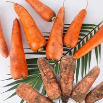 제주 구좌 건강한 흙당근 2kg, 왕특-2kg