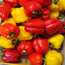 국산 알록달록 못난이 파프리카 빨강/노랑 혼합 파프키카 산지직송 피망 1kg 2kg 5kg, 2kg(빨강+노랑)