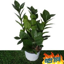 [카니발플라워]금전수VS녹보수