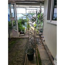 이브가든 아랄리아 아라리아 / 전체높이 150CM 식물높이 125CM 내외입니다, 1개