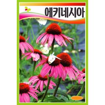에키네시아씨앗 100알 에키네시아 씨앗 꽃 야생화