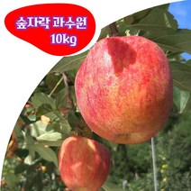 경북 봉화 부사 5kg 10kg (대과 중과 소과) 고당도 꿀 사과 숲자락 과수원 산지직송, 소과 10kg(48과 내외)