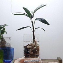 관음죽 집에서키우는식물 집에서키우기쉬운식물 관음죽 수경재배 홈가드닝 둥근 유리화병포함 (올핀)_1972EA, 본상품선택