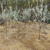 앵두나무 결실주 R2~3, 1개